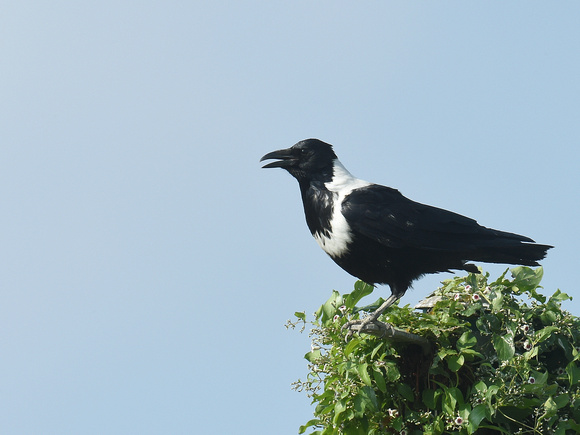 Collared Crow (HK)