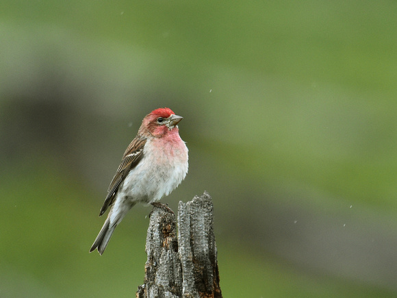 Cassin's Finch, male (USA)