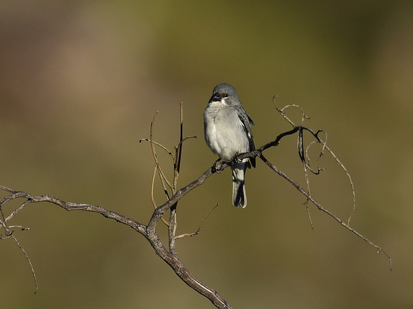 Plumbeous Seedeater, male (Brazil)