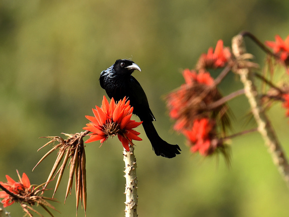 Hair-crested Drongo (India)