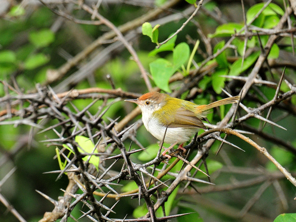 Common Tailorbird (India)