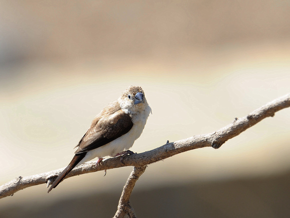 African Silverbill (Oman)