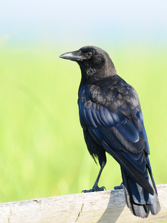 American Crow, (USA)