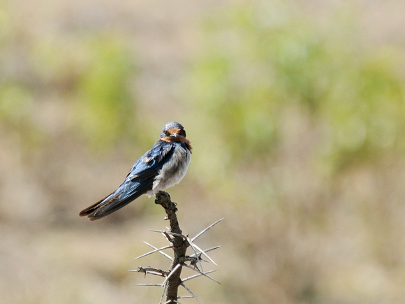 Angola Swallow (Kenya)