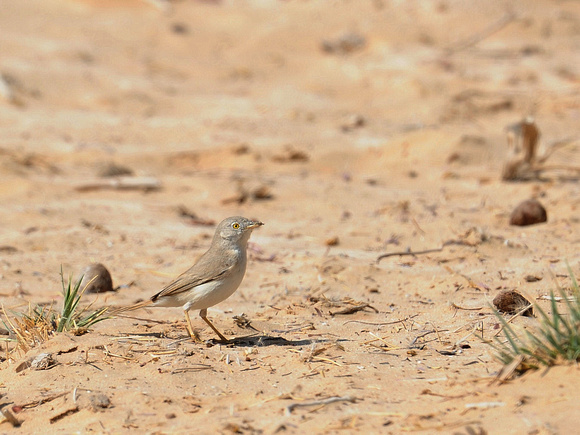 Asian Desert Warbler (Oman)