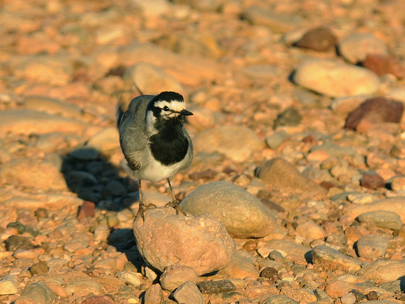 Atlas pied Wagtail (Morocco)
