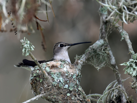 Black-chinned Hummingbird, female nesting (USA)