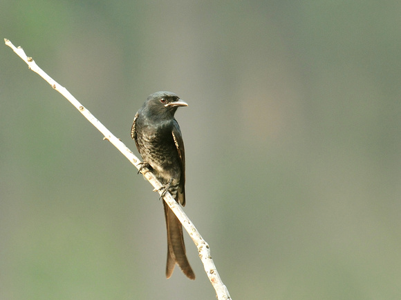 Black Drongo (India)