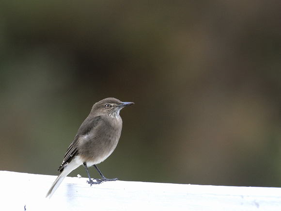 Black-billed Shrike-Tyrant (Ecuador)
