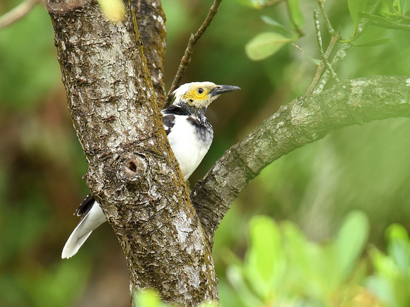 Black-collared Starling (HK)