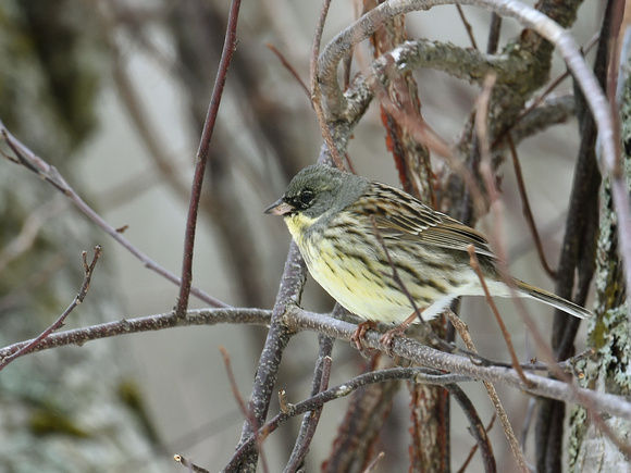 Black-faced Bunting, male (Japan)