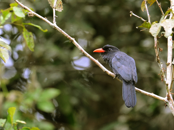 Black-fronted Nunbird (Ecuador)