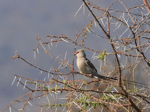 Blue-naped Mousebird (Kenya)