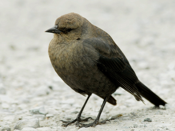 Brewer's Blackbird, female (USA)