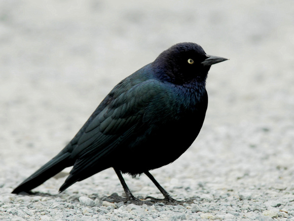 Brewer's Blackbird, male (USA)