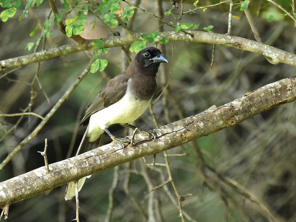 Brown Jay (Mexico)