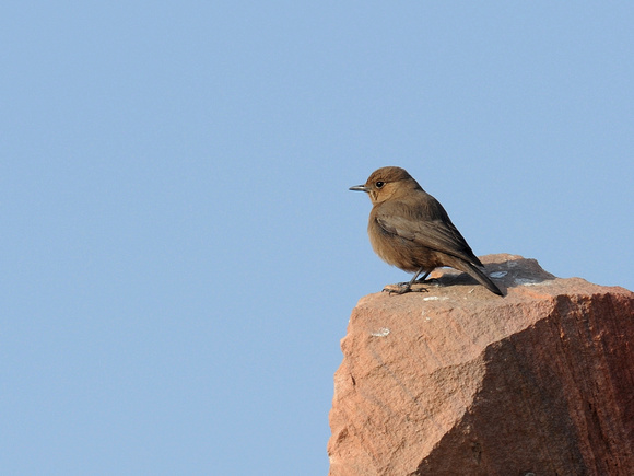 Brown Rock Chat (India)