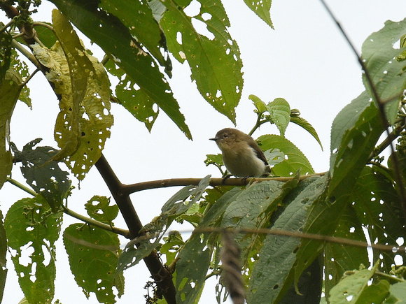 Brown-breasted Gerygone (New Guinea)