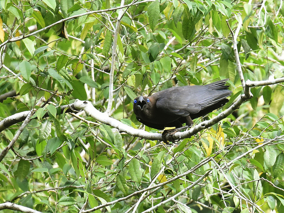 Brown-headed Crow (New Guinea)