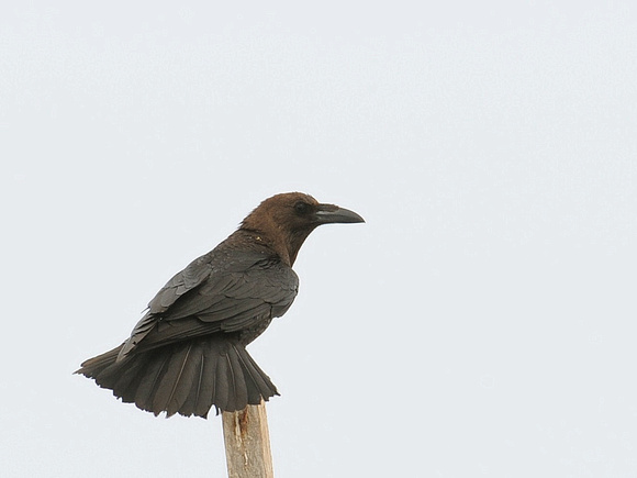 Brown-necked raven (Oman)