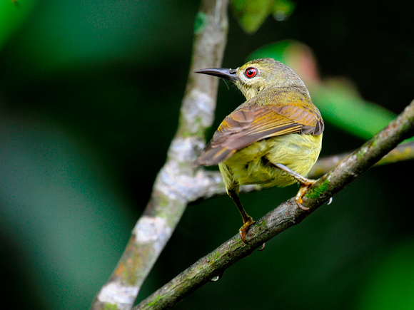 Brown-throated Sundbird, female (Singapore)