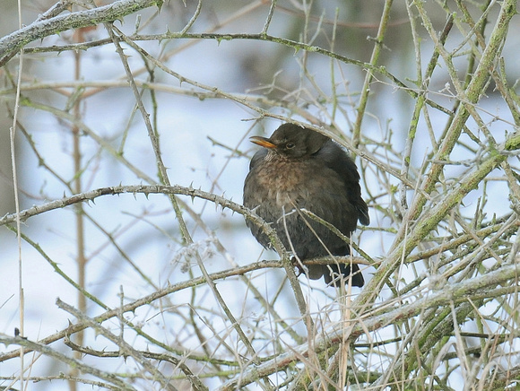 Common Blackbird, female (France)