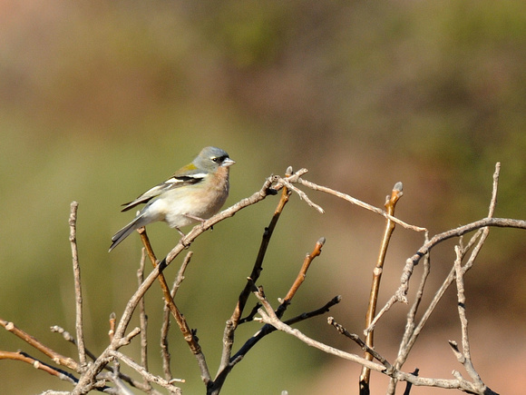 Common Chaffinch, ssp africana (Morocco)