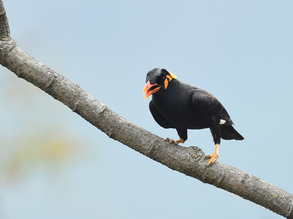 Common Hill Myna (India)