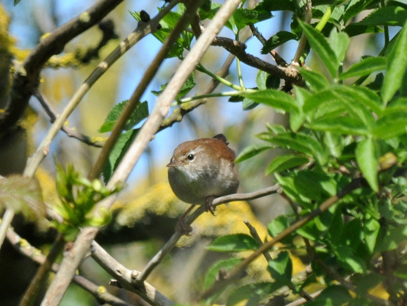 Common Nightingale (France)
