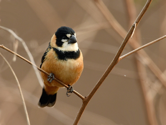 Rusty-collared Seedeater, male (Brazil)