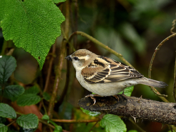 Russet Sparrow, female (India)