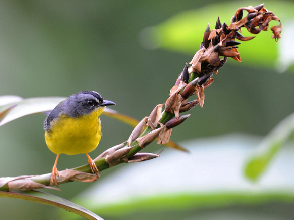 Grey-and-gold Warbler (Ecuador)
