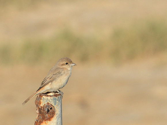 Daurian Shrike, juvenile (Oman)