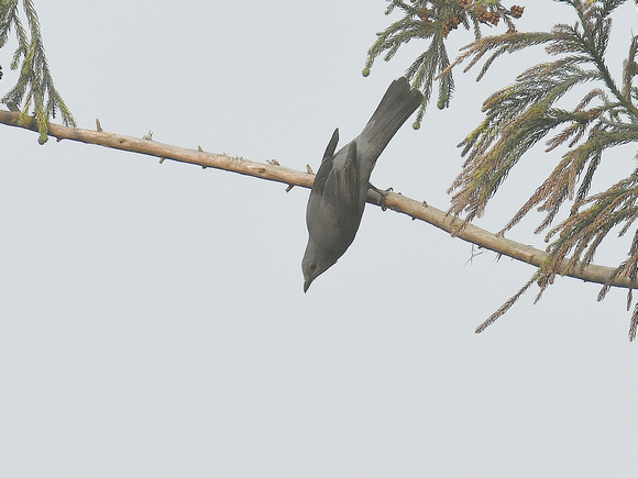 Dark-winged Cuckooshrike (India)