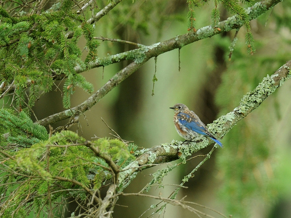 Eastern Bluebird, juvenile (USA)