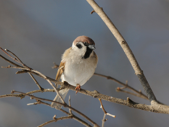 Eurasian Tree Sparrow (Switzerland)