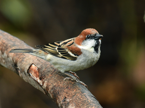 Russet Sparrow, male (India)