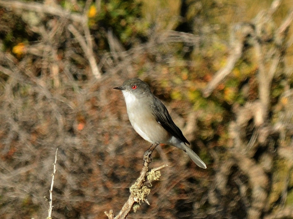 Fire-eyed Duicon (Argentina)