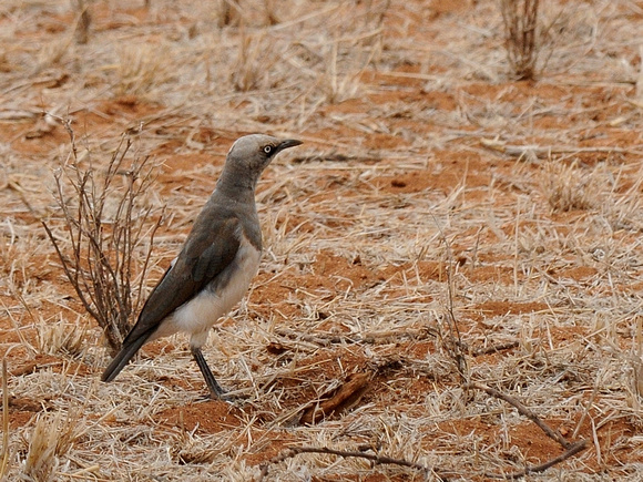 Fischer's Starling (Kenya)