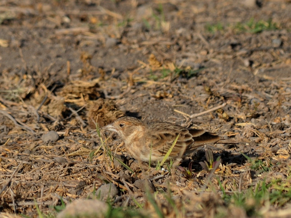 Fischer's Sparrow-Lark, female (Kenya)