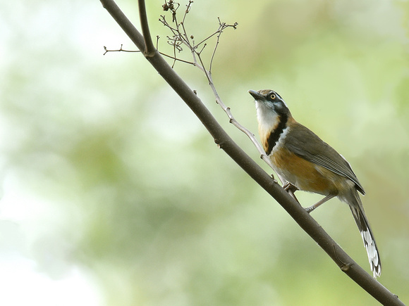 Greater necklaced Laughingthrush (India)
