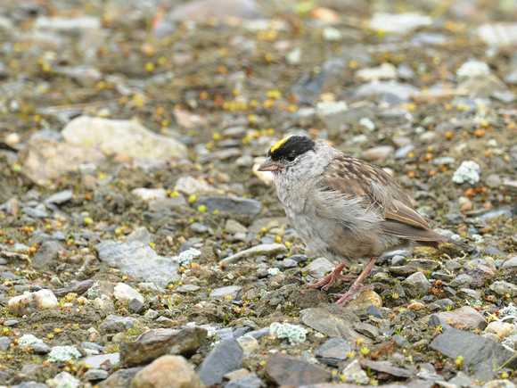 Golden-crowned Sparrow (USA)