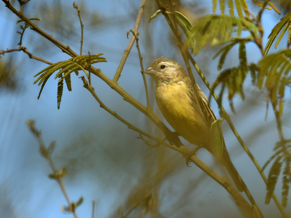 Grassland yellow Finch (Brazil)