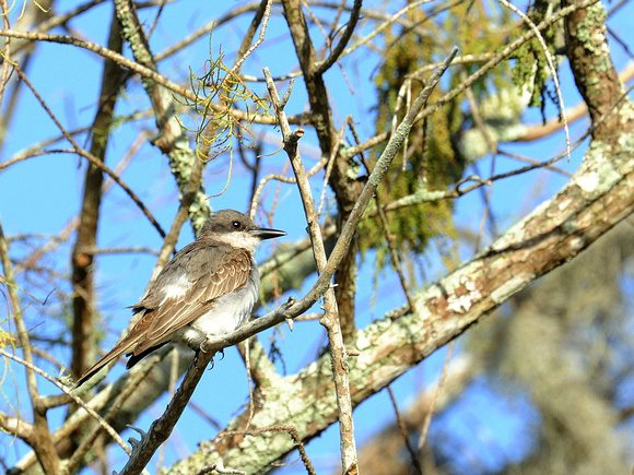 Grey KIngbird (USA)