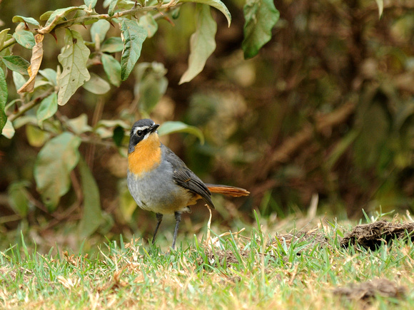 Cape-Robin Chat (Kenya)