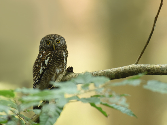 Asian barred Owlet (India)