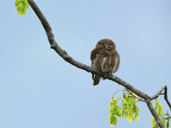 Asian Barred Owlet (India)