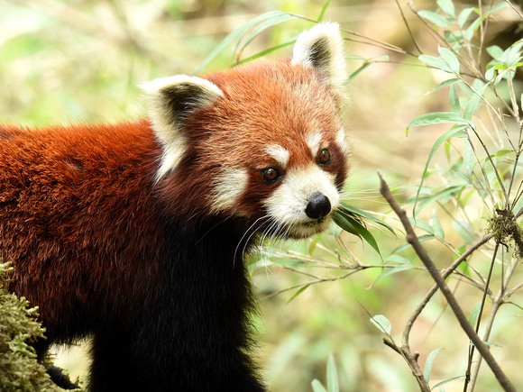Red Panda (India)