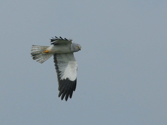 Hen Harrier, male (Spain)