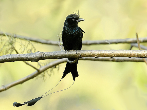 Greater Racket-tailed Drongo, adult (India)